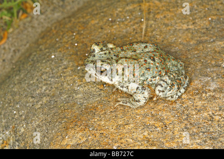 Red-spotted Toad Bufo punctatus Anza Borrego Desert State Park California United States 7 May Adult Bufonidae Stock Photo