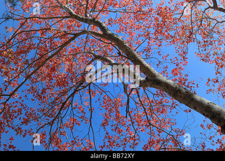 Overhanging branches of colorful maple leaves in Zion national Park Utah Stock Photo