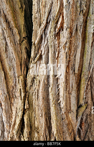 Tree bark Stock Photo