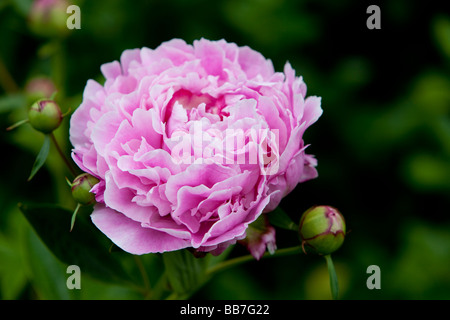 Pink Peony Flower - genus Paeonia, the only genus in the family Paeoniaceae