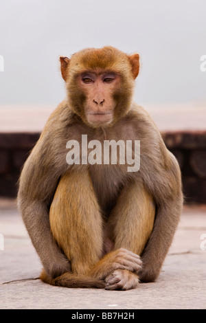 Rhesus Monkey, Rhesus Macaque (Macaca mulatta), North India, India, Asia Stock Photo