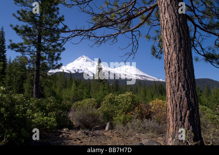 Mount Shasta from Military Crossing Fire Road California Stock Photo
