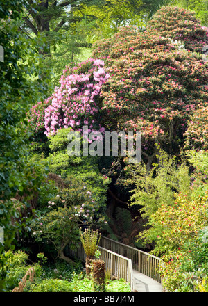 A bridge peeps out from the vegetation in The Lost Gardens of Heligan, Cornwall, UK. Stock Photo