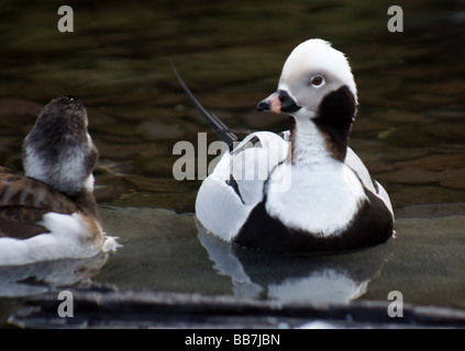 Wildfowl;Ducks;Long-tailed Duck; 'Clangula hyemalis'; Pair on the water. Stock Photo