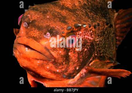 Hen Fish Lumpfish (Cyclopterus lumpus Stock Photo - Alamy