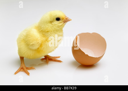 Newly Hatched Chick Next to a Broken Eggshell Stock Photo