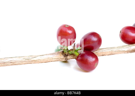 Coffee berry Stock Photo