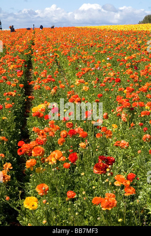 Colorful ranunculus flowers grow at The Flower Fields of Carlsbad Southern California USA Stock Photo