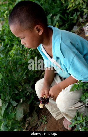 Rhino beetle in a child hand Stock Photo