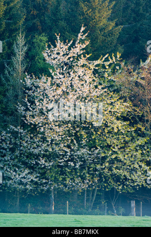 Wild Cherry, Prunus avium, blossom in spring, on woodland edge at first light. Stock Photo