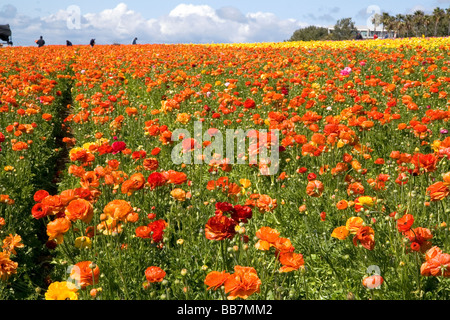 Colorful ranunculus flowers grow at The Flower Fields of Carlsbad Southern California USA Stock Photo