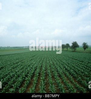 Large field of maize in Alsace Lorraine France Stock Photo