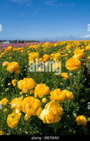 Colorful ranunculus flowers grow at The Flower Fields of Carlsbad Southern California USA Stock Photo