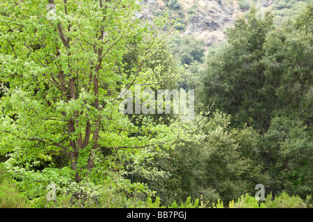 Trees Malibu Creek State Park Calabasas Los Angeles LA Stock Photo