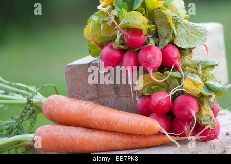 Freshly harvested radishes with green leaves and carrots on a wooden stump, with a focus on the bright red radish bulbs and the contrasting carrots Stock Photo