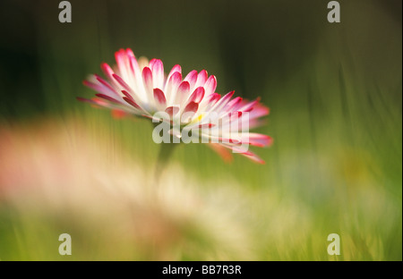 daisy Stock Photo