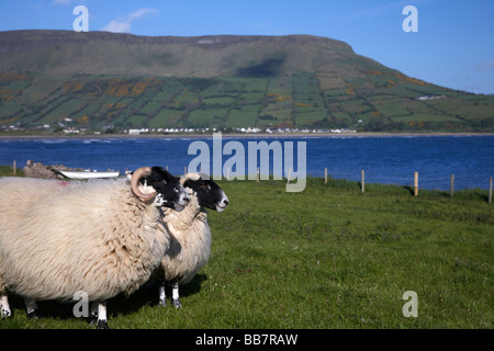 two blackfaced sheep in farmland on the coast beneath lurigethan mountain glenariff county antrim northern ireland uk Stock Photo