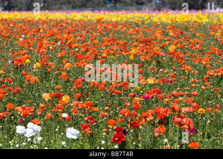 Colorful ranunculus flowers grow at The Flower Fields of Carlsbad Southern California USA Stock Photo