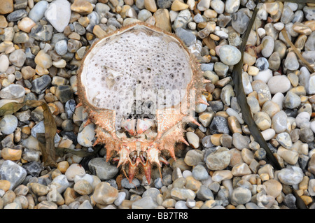 Empty Spiny Spider Crab shell Stock Photo