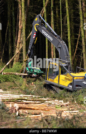 mechanical digger cutter loader backhoe harvesting timber from softwood conifer site in north county antrim northern ireland Stock Photo