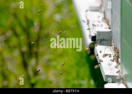 bees flying in and out of a hive Stock Photo