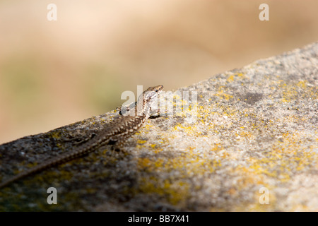 lizard hiding in the shadow Stock Photo