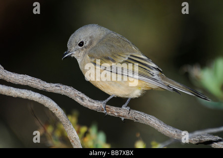 The Golden Whistler female  'Pachycephala pectoralis Stock Photo