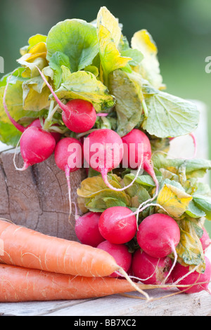 Freshly harvested radishes with green leaves and carrots on a wooden stump, with a focus on the bright red radish bulbs and the contrasting carrots Stock Photo