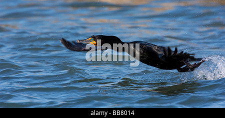 Double Crested Cormorant flying over Moss Landing, California, USA Stock Photo