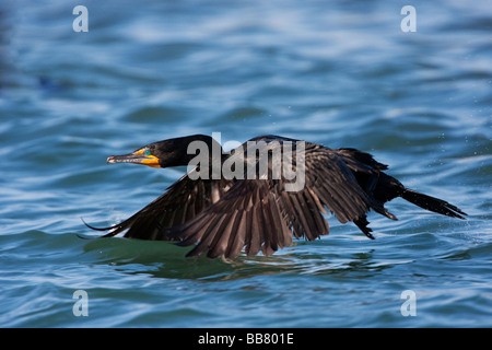 Double Crested Cormorant flying over Moss Landing, California, USA Stock Photo