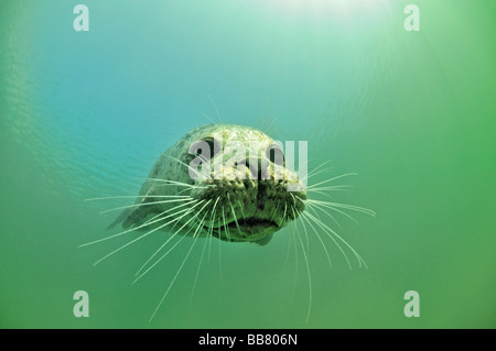 European Common seal, Phoca vitulina vitulina Stock Photo