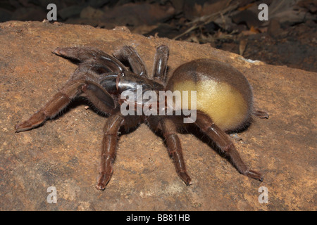 DWARF TARANTULA  Plesiophrictus sp Mumbai INDIA Stock Photo