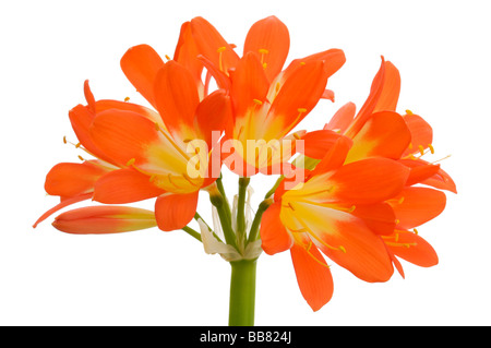 Bush Lily (Clivia miniata), blossom Stock Photo