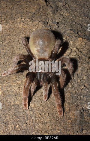 DWARF TARANTULA  Plesiophrictus sp Mumbai INDIA Stock Photo