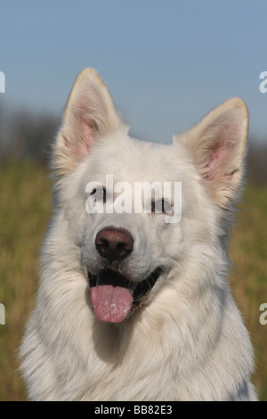 Portrait of a White Swiss Shepherd Stock Photo