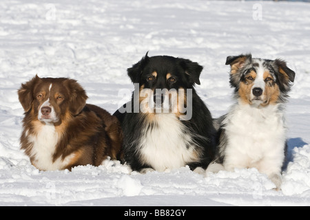 Three Australian Shepherds in snow, lying next to each other Stock Photo