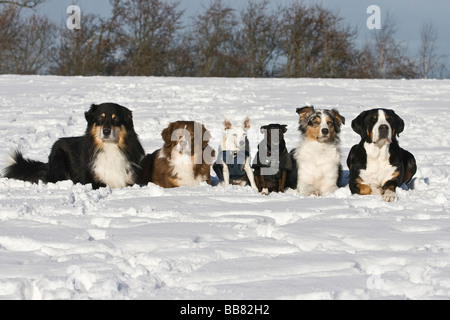 Three Australian Shepherds, Greater Swiss Mountain Dog, Jack Russell Terrier hybrid and Jack Russell, lying next to each other  Stock Photo