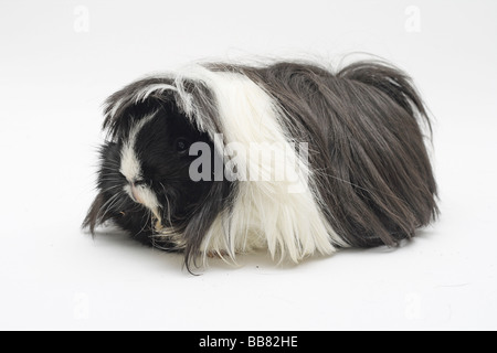 Long haired black and white sales guinea pig