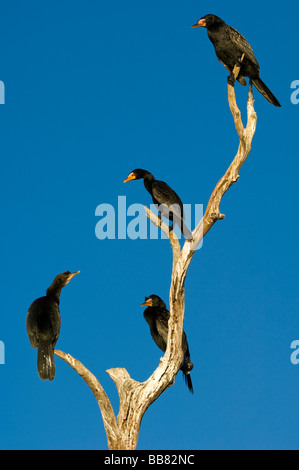 Long-tailed Cormorant (Phalacrocorax africanus), Chobe National Park, Botswana, Africa Stock Photo