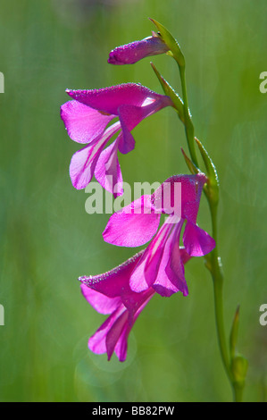 Marsh Gladiolus (Gladiolus palustris), Augsburg, Bavaria, Germany, Europe Stock Photo