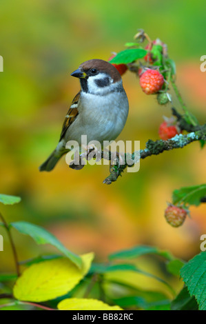 Tree Sparroy (Passer montanus), perched on a raspberry bush Stock Photo