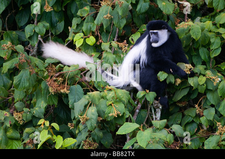 Mantled Guereza (Colobus guereza), looking for food, Mount Kenya National Park, Kenya, East Africa Stock Photo