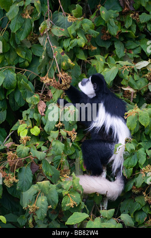 Mantled Guereza (Colobus guereza), looking for food, Mount Kenya National Park, Kenya, East Africa Stock Photo