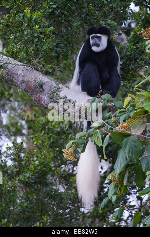 Mantled Guereza (Colobus guereza), Mount Kenya National Park, Kenya, East Africa Stock Photo