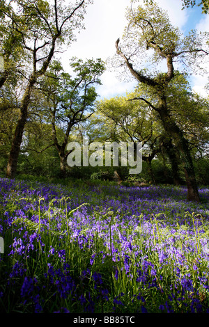 England Dorset Batcombe Bluebells in the woods up at Batcombe Stock Photo