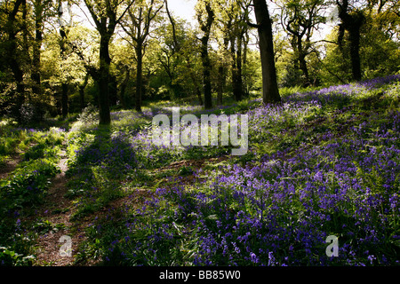 England Dorset Batcombe Bluebells in the woods up at Batcombe Stock Photo