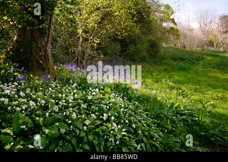 Bluebells and wild garlic growing in woods near the village of Batcombe on the Dorset Downs Stock Photo