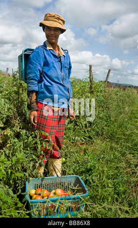 African woman farm worker smiling at the camera while picking tomatoes. Pongola, Kwazulu Natal Province, South Africa Stock Photo