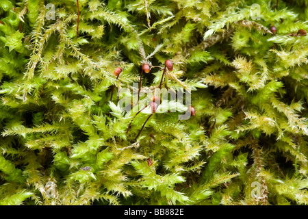 Peat Moss (Sphagnum palustre) Stock Photo