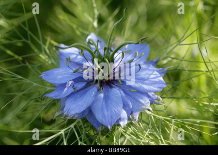 Close up of Miss Jekyll Blue flower Stock Photo